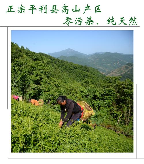 产品标准号:初级农产品 厂名:平利县万福茶叶有限责任公司 厂址:晌鼢